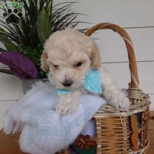 Myron, Bich-Poo Puppy