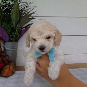 Myron, Bich-Poo Puppy