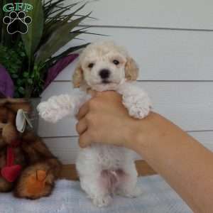 Myron, Bich-Poo Puppy