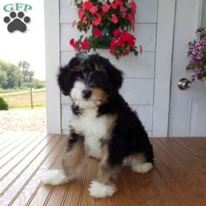 Dexter, Mini Bernedoodle Puppy
