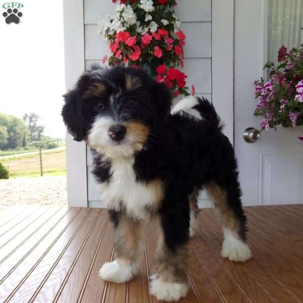 Dexter, Mini Bernedoodle Puppy