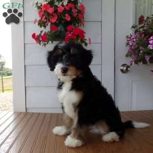 Dexter, Mini Bernedoodle Puppy