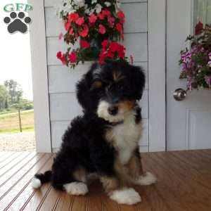 Dexter, Mini Bernedoodle Puppy