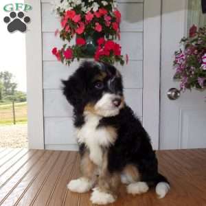 Dexter, Mini Bernedoodle Puppy
