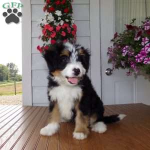 Dakota, Mini Bernedoodle Puppy