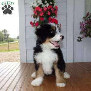 Dakota, Mini Bernedoodle Puppy