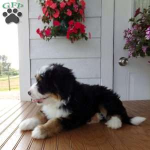Dakota, Mini Bernedoodle Puppy