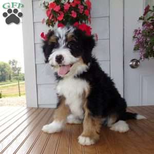 Dakota, Mini Bernedoodle Puppy
