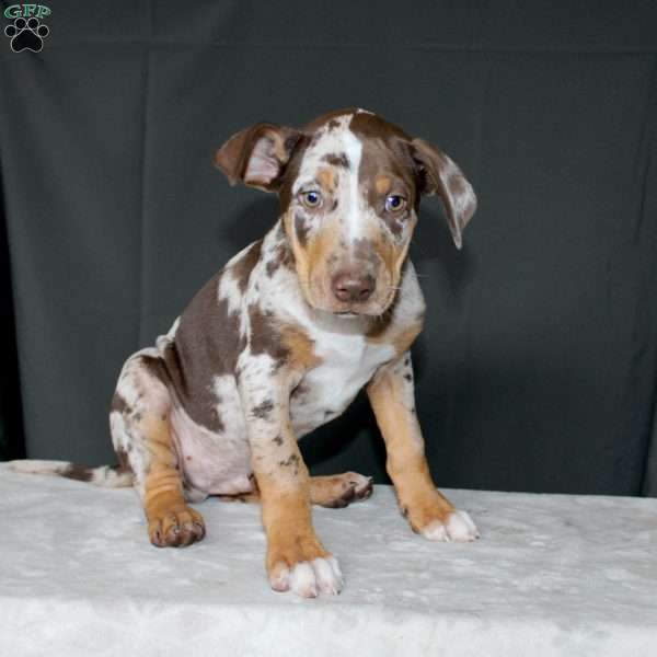 Roger, Catahoula Leopard Dog Puppy