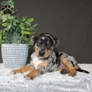 Rosie, Doberman Mix Puppy