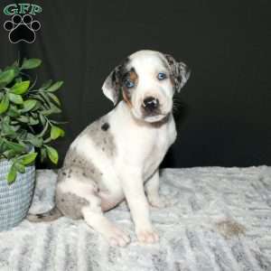 Rachel, Doberman Mix Puppy
