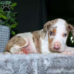 Rufus, Doberman Mix Puppy