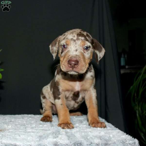 Rustler, Doberman Mix Puppy