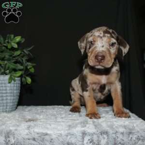 Rustler, Doberman Mix Puppy