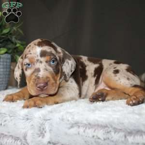 Robert, Doberman Mix Puppy