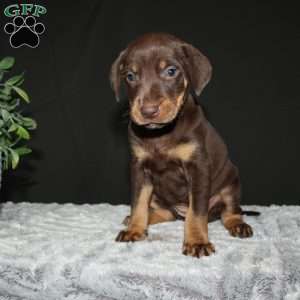 Rebecca, Doberman Mix Puppy