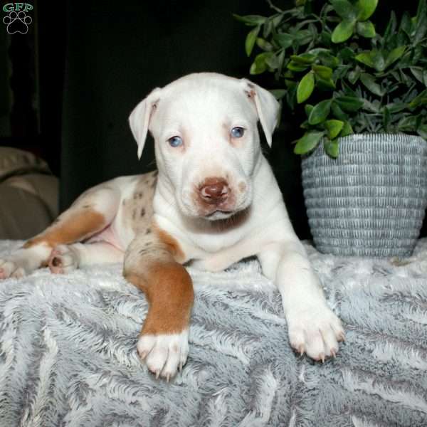 Roxy, Doberman Mix Puppy