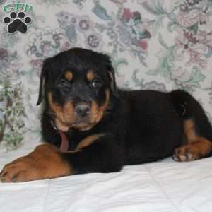 Jane, Rottweiler Puppy