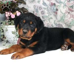 Janet, Rottweiler Puppy