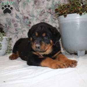 Jack, Rottweiler Puppy