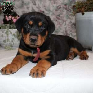 Jay, Rottweiler Puppy