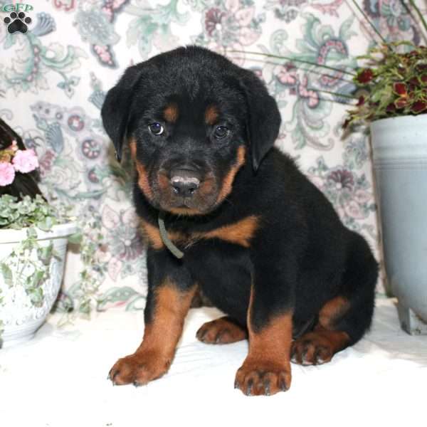 Jessica, Rottweiler Puppy