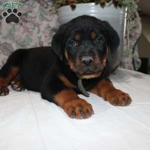 Jessica, Rottweiler Puppy