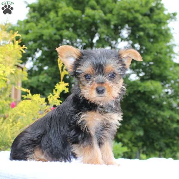 Popper, Yorkie Puppy