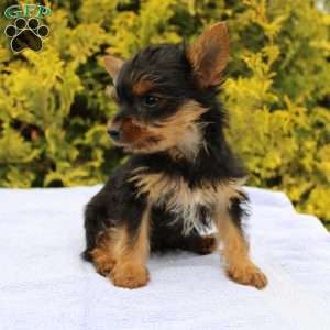 Midge, Yorkie Puppy