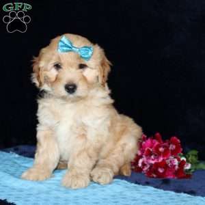 Matthew, Mini Goldendoodle Puppy