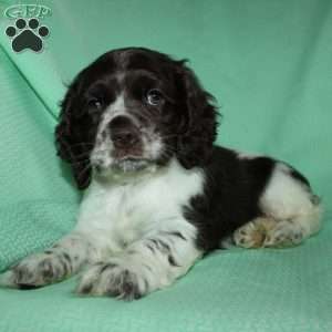 Sammy, Cocker Spaniel Puppy
