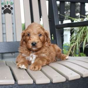 Ace, Mini Goldendoodle Puppy