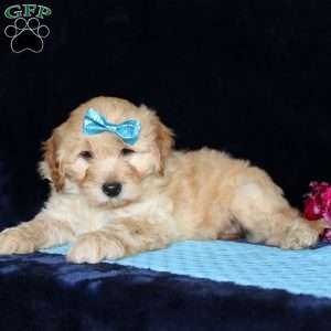 Matthew, Mini Goldendoodle Puppy