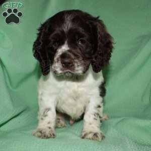 Sammy, Cocker Spaniel Puppy