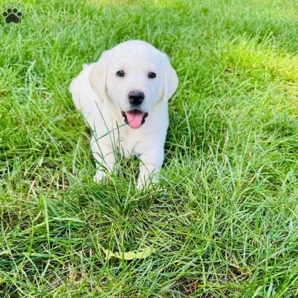 Ranger, Black Labrador Retriever Puppy