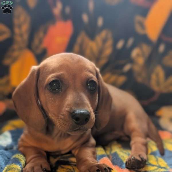 Charlie, Dachshund Puppy
