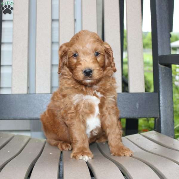 Ace, Mini Goldendoodle Puppy