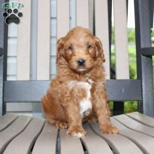 Ace, Mini Goldendoodle Puppy