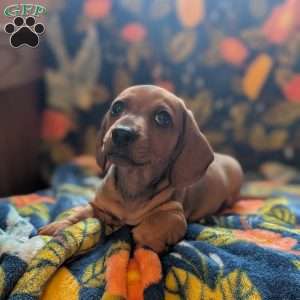 Charlie, Dachshund Puppy