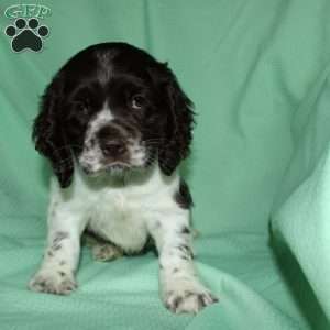 Sammy, Cocker Spaniel Puppy