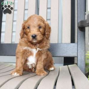 Ace, Mini Goldendoodle Puppy
