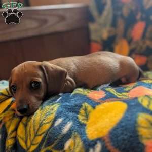 Charlie, Dachshund Puppy