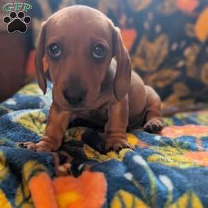 Charlie, Dachshund Puppy