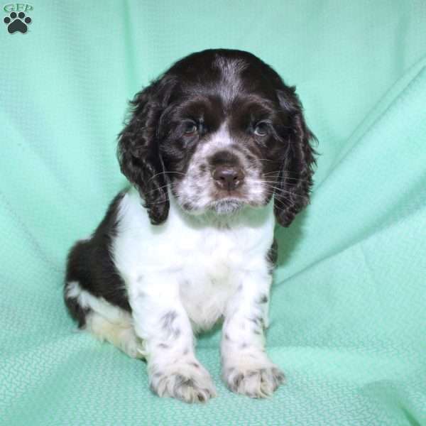 Sammy, Cocker Spaniel Puppy