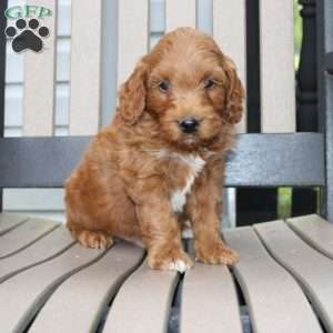 Ace, Mini Goldendoodle Puppy