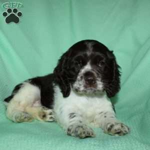 Sammy, Cocker Spaniel Puppy