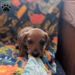Charlie, Dachshund Puppy