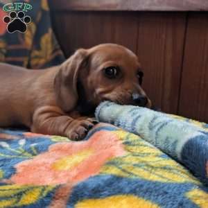 Charlie, Dachshund Puppy