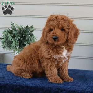 Nero, Mini Goldendoodle Puppy