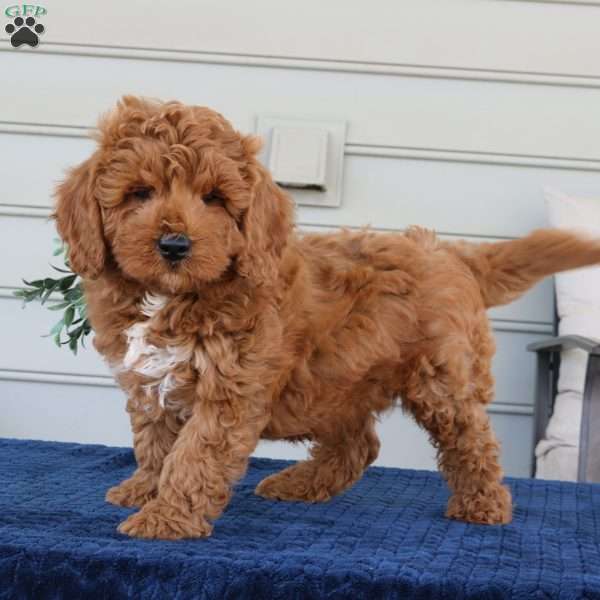 Nero, Mini Goldendoodle Puppy